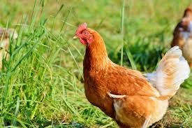 Poule pondeuse